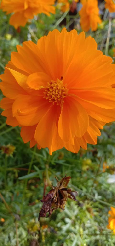 Yellow flower close up