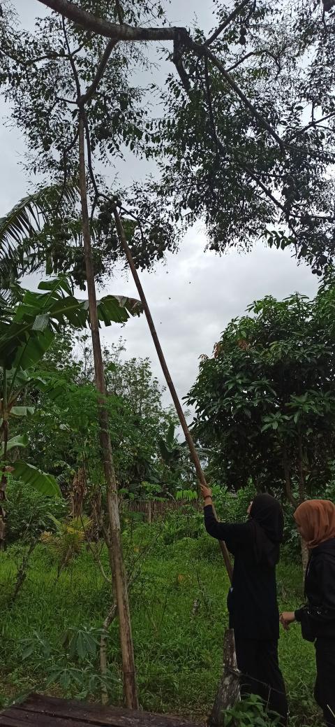 This is a people are picking fruit