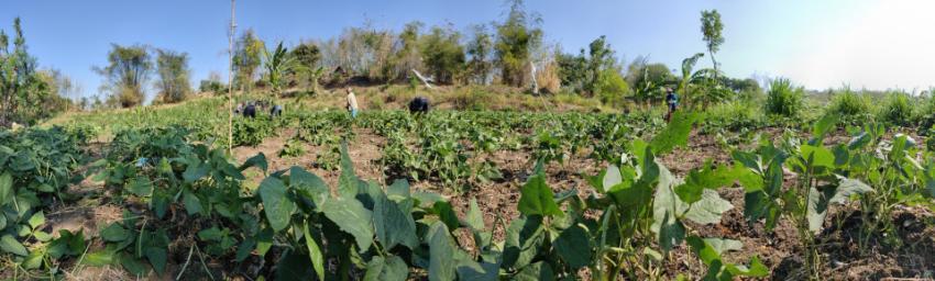 Farm