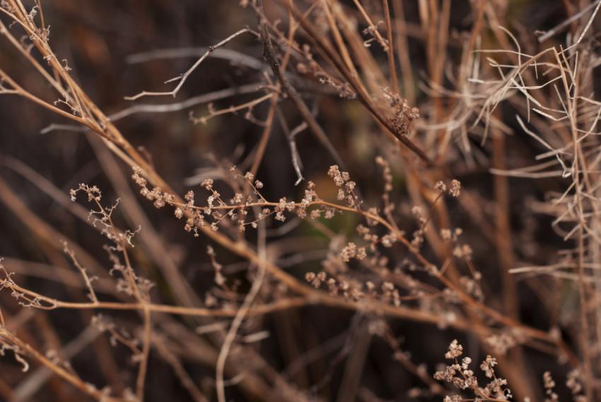 Plants on blurred background