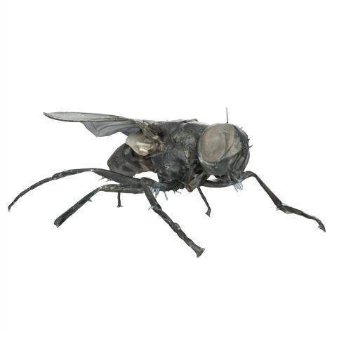 Black Fly isolated on white background