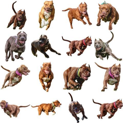 Staffordshire Bull Terrier dog collage running catching hunting straight on camera isolated on white background at full speed on competition