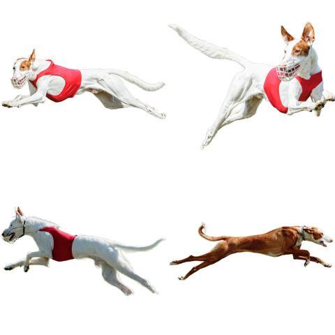 Podenco dog collage running catching hunting straight on camera isolated on white background at full speed on competition
