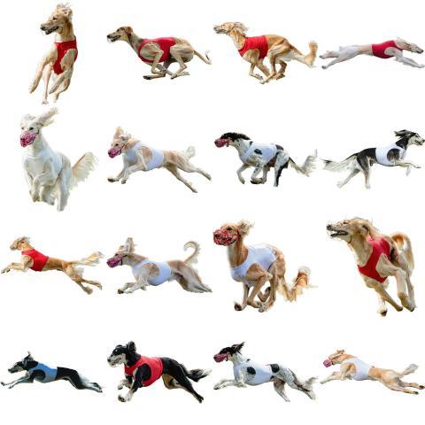 Saluki dog collage running catching hunting straight on camera isolated on white background at full speed on competition