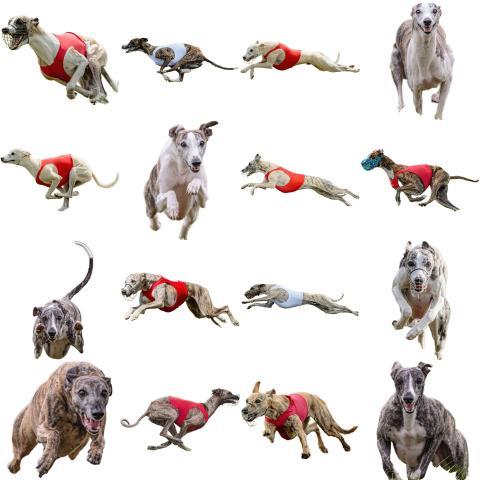 Whippet sprinter dog collage running catching hunting straight on camera isolated on white background at full speed on competition