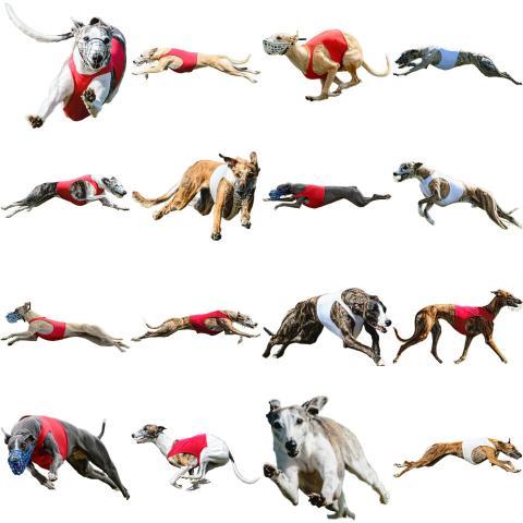 Whippet sprinter dog collage running catching hunting straight on camera isolated on white background at full speed on competition