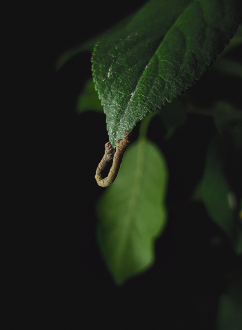 caterpillar on the foliage