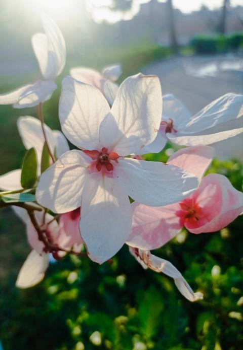 Flower